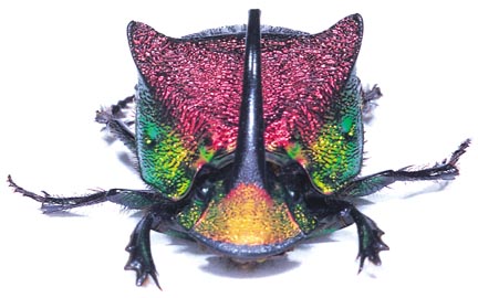 rainbow scarab